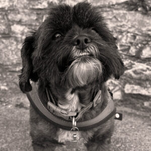 Millie